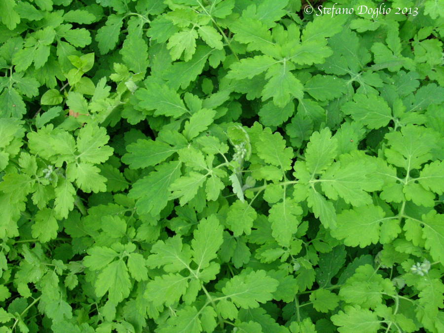 Chelidonium majus